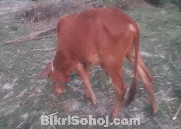 আর্জেন্ট গরু বিক্রি করতে চাই